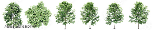 Set or collection of green maple trees isolated on white background. Concept or conceptual 3d illustration for nature  ecology and conservation  strength and endurance  force and life