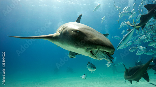Time to eat for the nurse shark. Bimini. Bahamas.