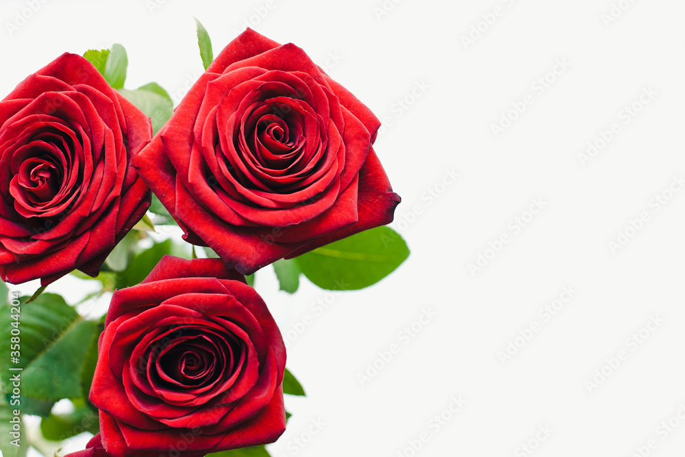 red roses on a white background, Red roses, bouquet of roses
