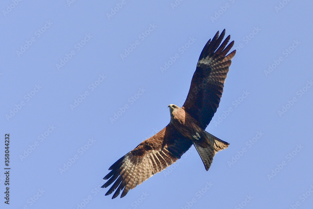 Fototapeta premium Kite in the sky above the city