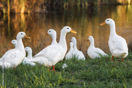 The Pekin or White Pekin ducks standing next to their pond Fototapet