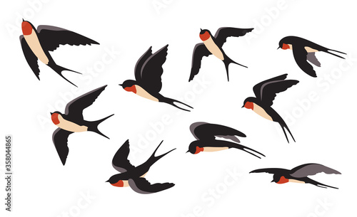 Flying swallows set. Different view of colorful wild birds flight. Vector illustration for freedom, wildlife, animal, ornithology concept