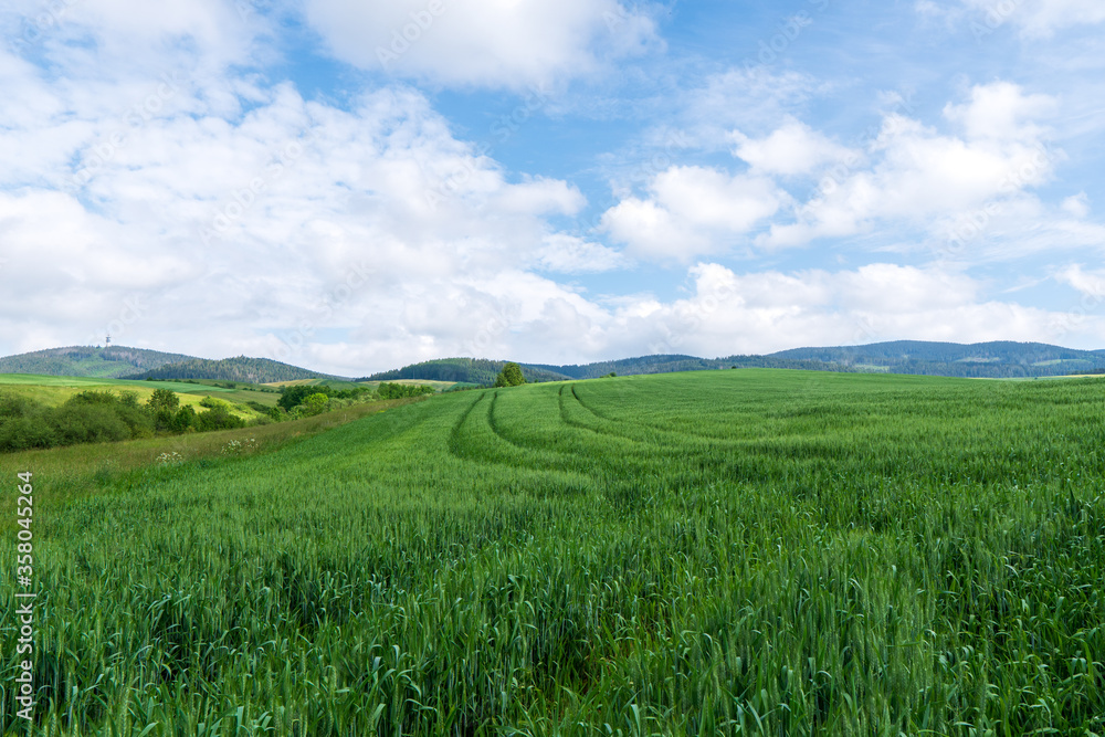 Obraz premium Green meadow in mountain and blue cloud sky. Composition of nature. Spring meadow. Composition of nature. Slovakia