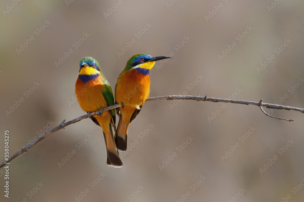 Blue-breasted bee-eaters sitting on a branch in Lake Langano in Ethiopia