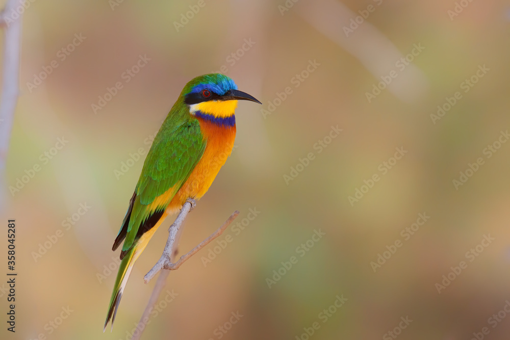 Blue-breasted bee-eater sitting on a branch in Lake Langano in Ethiopia