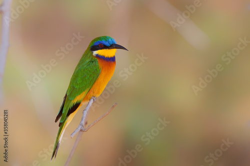 Blue-breasted bee-eater sitting on a branch in Lake Langano in Ethiopia © henk bogaard