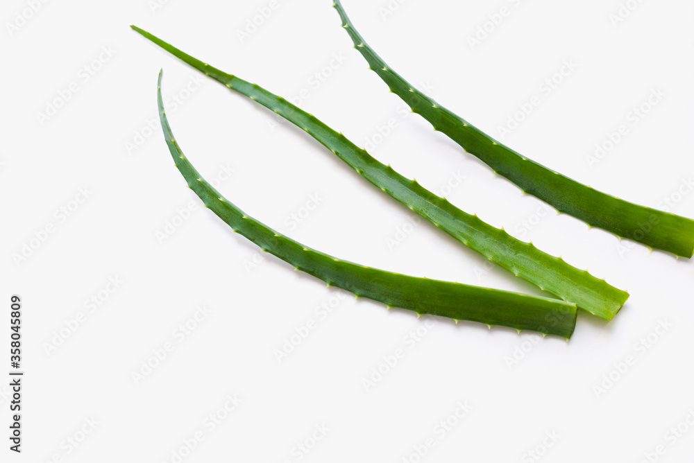 Naklejka premium aloe leaves on white background