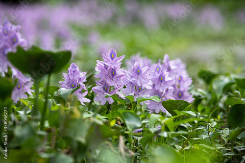 Close up water hyacinth flower fields bloom colorful purple in the lake.