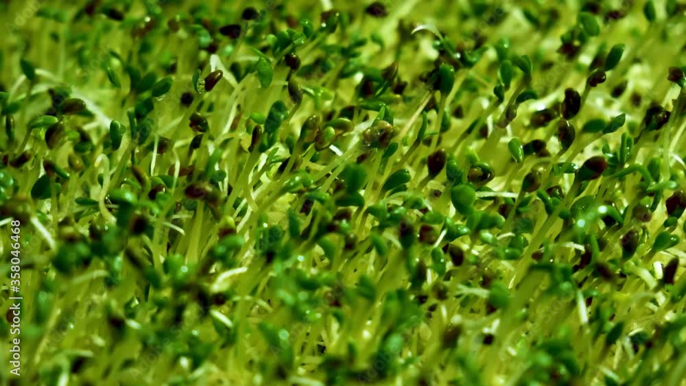 4k: Home growing fresh micro green sprouts for healthy vegan food. 4k: Home growing fresh micro green sprouts for healthy vegan food.