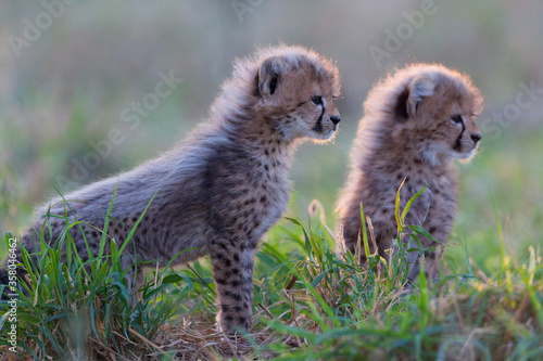 Two fluffy and alert cheetah cubs sitting in green grass in Kruger Park South Africa