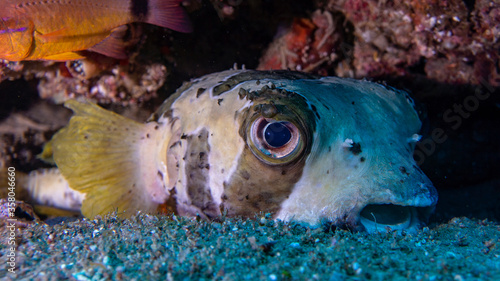 The puffer fish remains alert on the sand of its cave. Ponta do Ouro (Mozambique)