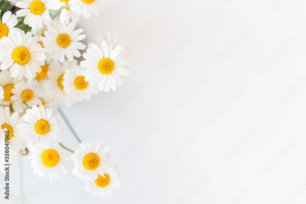 White background with chamomile flowers and copy space. Flat lay, top view, copy space. Spring, summer concept
White background with chamomile flowers and copy space. Flat lay, top view, copy space. Spring, summer concept