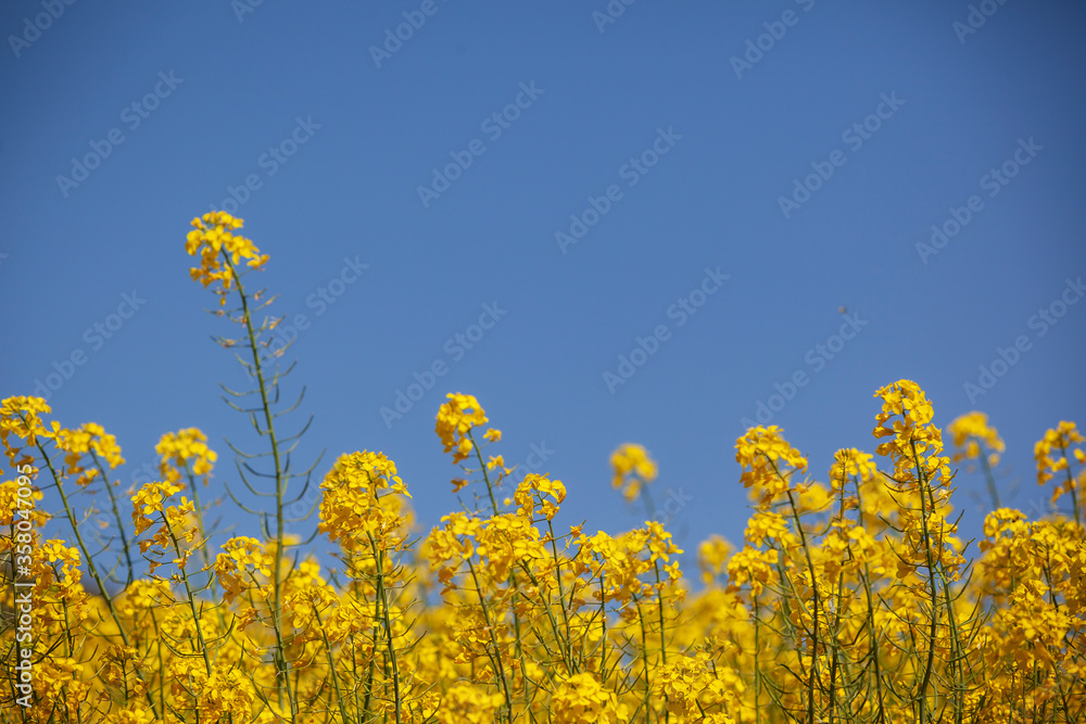 Obraz premium canola close up