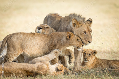 Tableau sur toile Lion pride greeting each other and bonding showing affection in Masai Mara Kenya
