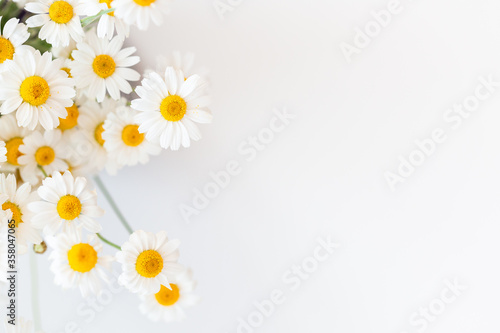 White background with chamomile flowers and copy space. Flat lay, top view, copy space. Spring, summer concept
