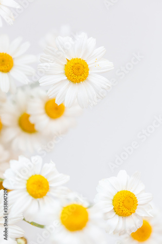 White background with chamomile flowers and copy space. Flat lay, top view, copy space. Spring, summer concept
