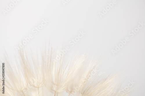tip of dandelion on white