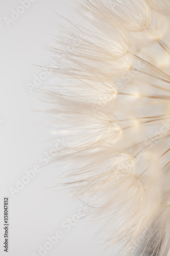 dandelion head on a white background
