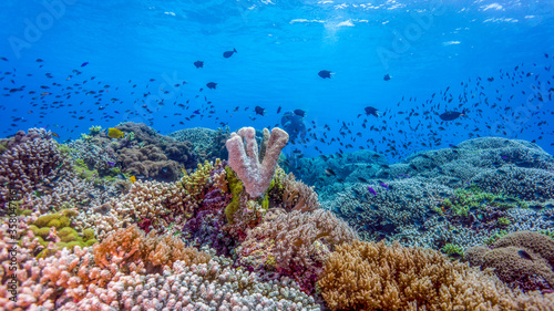 The reef spreads color and life for you. Tubbataha Reef (Philippines) photo