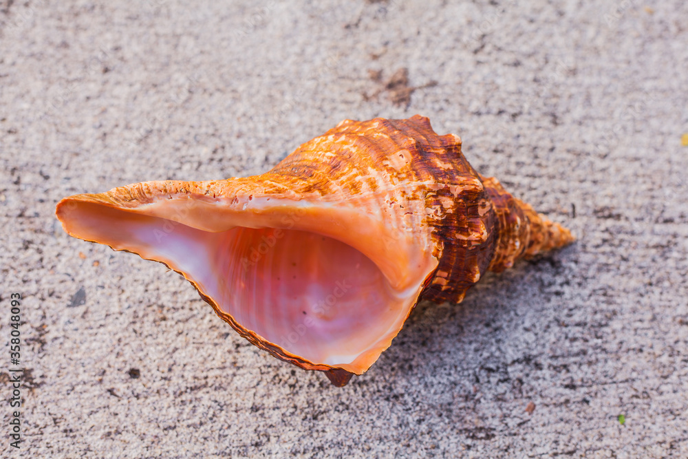 Shell in the sand.
