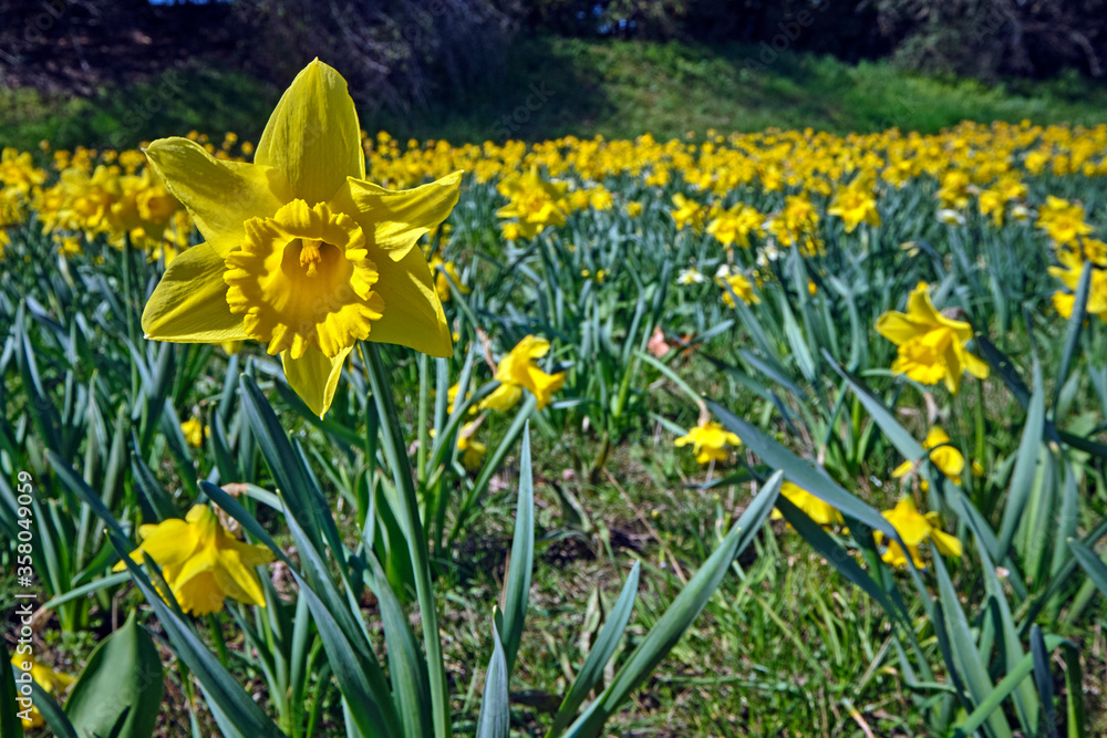 Fototapeta premium Gelbe Narzissen ( Narcissus pseudonarcissus ), auch Osterglocke oder Osterglöckchen.