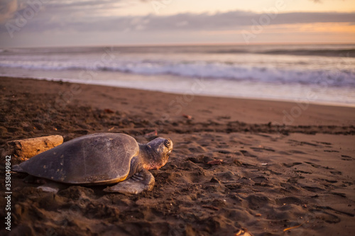 Olive turtle (Pacific coast of Guanacaste) on the Ostional beach during the ocean sunset,
