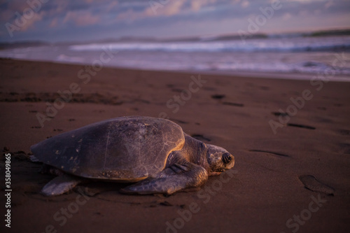 Olive turtle (Pacific coast of Guanacaste) on the Ostional beach during the ocean sunset,