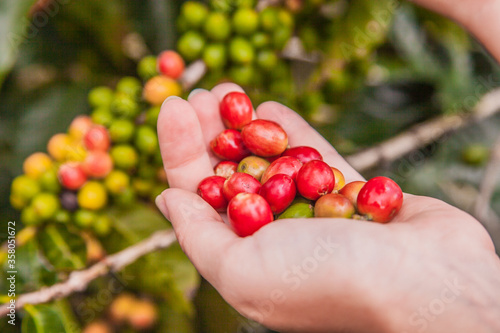 Coffee berries in female hands.
