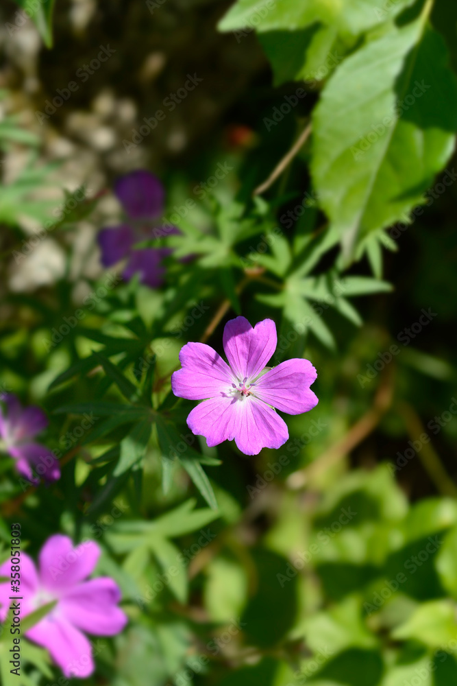 Bloody cranesbill Bloody cranesbill