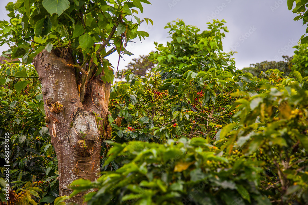 Fototapeta premium Ripening coffee beans on a coffee tree in Costa Rica.
