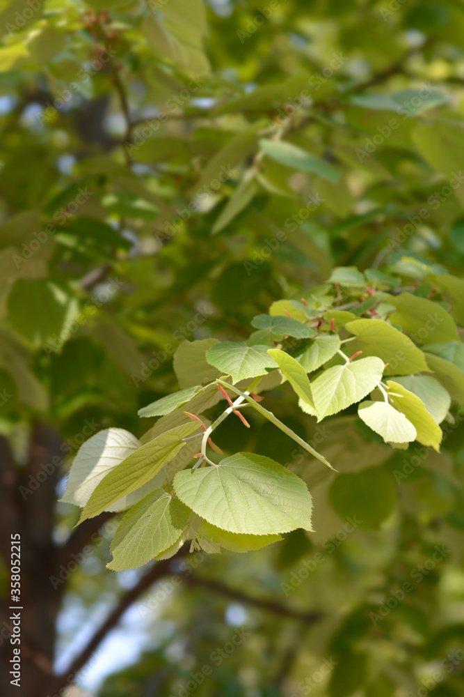 Obraz premium Silver lime