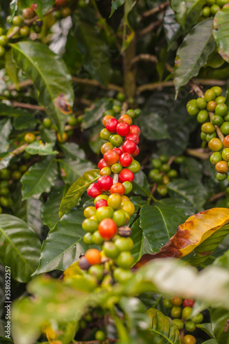 Ripening coffee beans on a coffee tree in Costa Rica.
