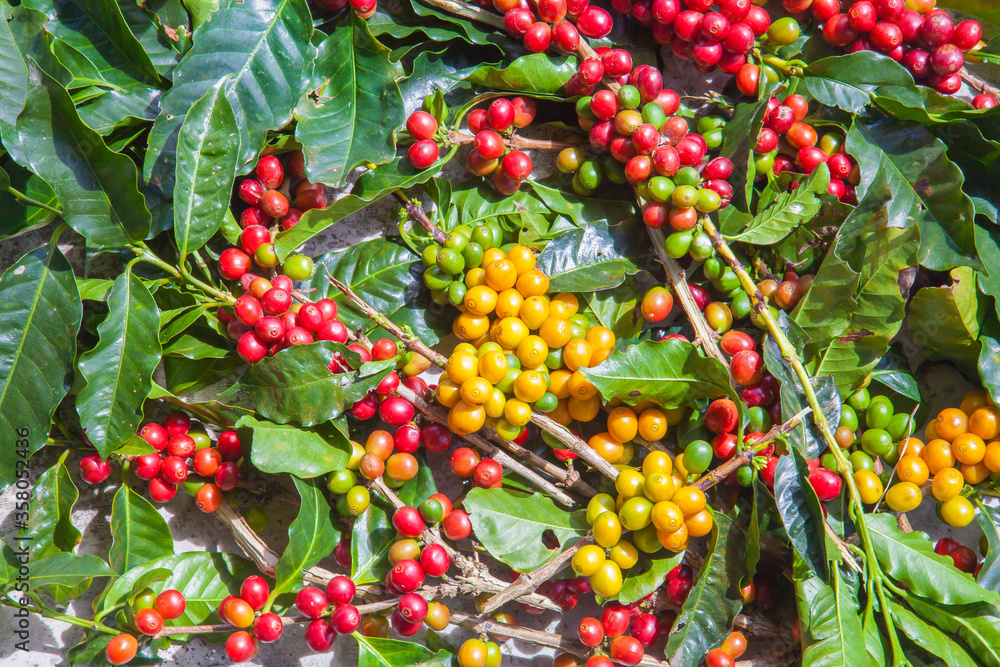 Ripening coffee beans on a coffee tree in Costa Rica. Ripening coffee beans on a coffee tree in Costa Rica.
