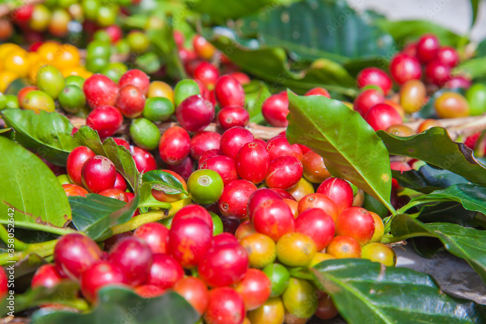Ripening coffee beans on a coffee tree in Costa Rica. Ripening coffee beans on a coffee tree in Costa Rica.