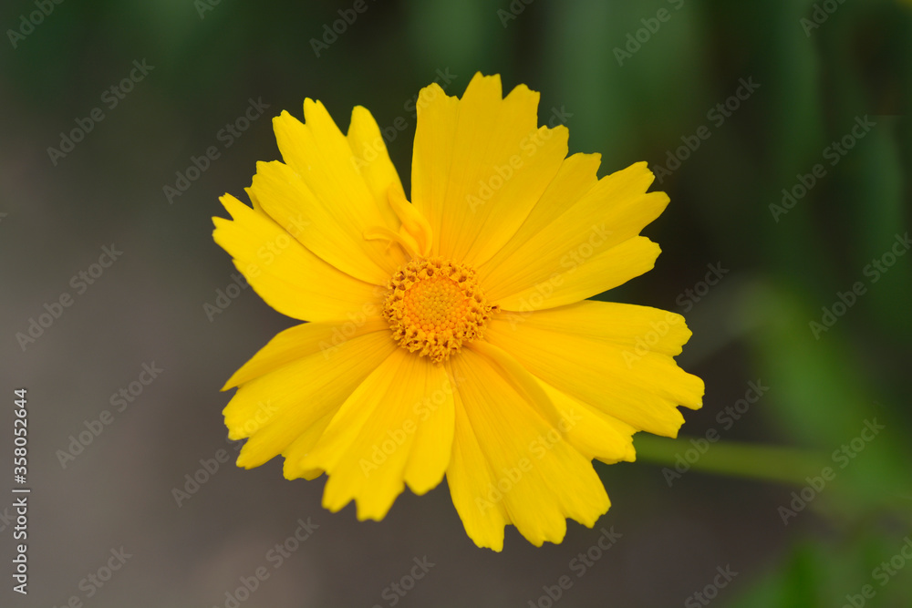Large-flowered Tickseed Sonnenkind Large-flowered Tickseed Sonnenkind