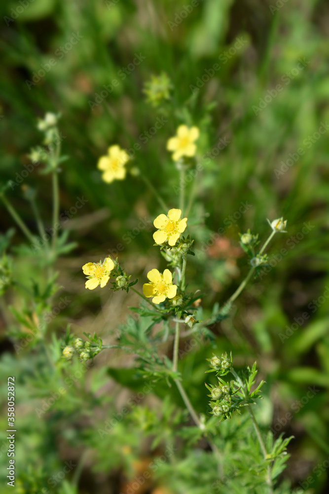 Hoary cinquefoil Hoary cinquefoil