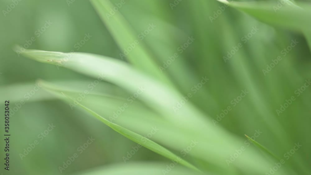 Camera moving through green grass. Slow motion. Camera moving through green grass. Slow motion.