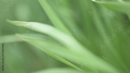 Wallpaper Mural Camera moving through green grass. Slow motion. Torontodigital.ca