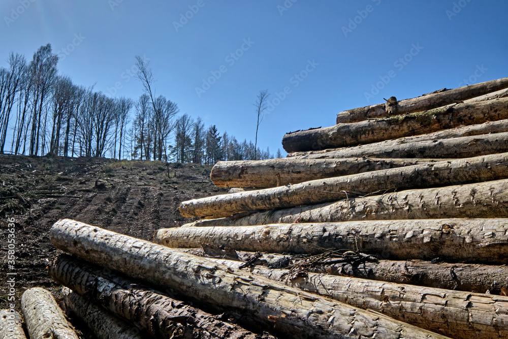 Holzeinschlag wegen Dürreschäden und Schädlingsbefall am Rande eines Waldweges.