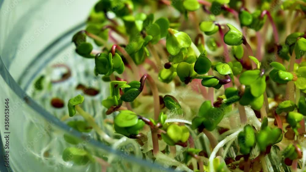 4k: Home growing fresh little radish sprouts for healthy vegan food. 4k: Home growing fresh little radish sprouts for healthy vegan food.