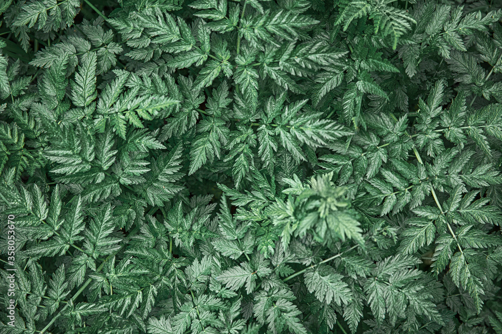 background of green sharp-angled leaves of dark green color
