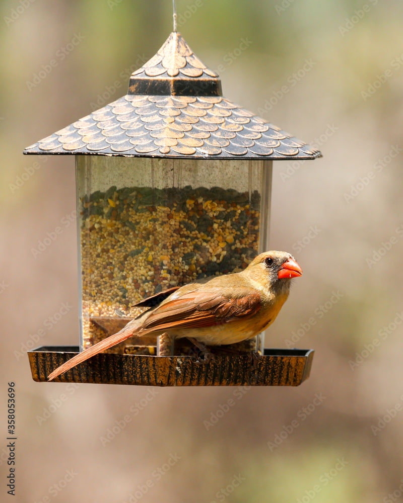 Naklejka premium A female Northern Cardinal ready for dinner at the bird feeder in Melrose, Florida