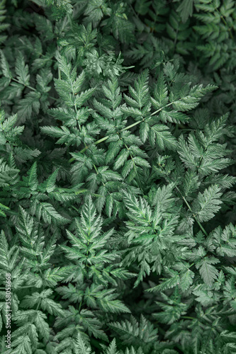 background of green sharp-angled leaves of dark green color