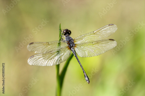 A seaside dragonlet lands on a blade of grass in Jacksonville Beach, Florida