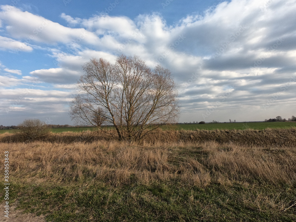 Trees in an abandoned irrigation canal. Spring landscape. Trees in an abandoned irrigation canal. Spring landscape.