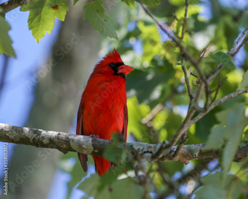 A handsome, bright red cardinal rests on the limb of a maple tree in Jacksonville Beach, Florida