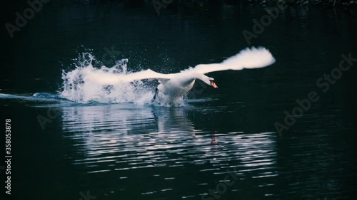 swan flys in slowmotion