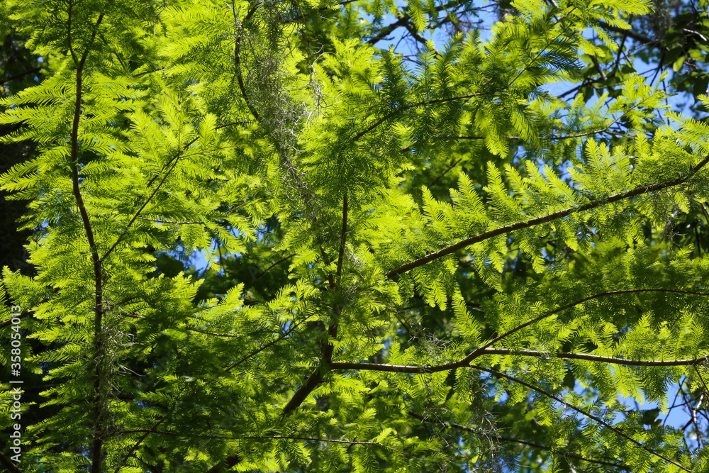 Fototapeta premium Closeup view of Bald Cypress tree in Cradle Creek Preserve in Jacksonville Beach, Florida