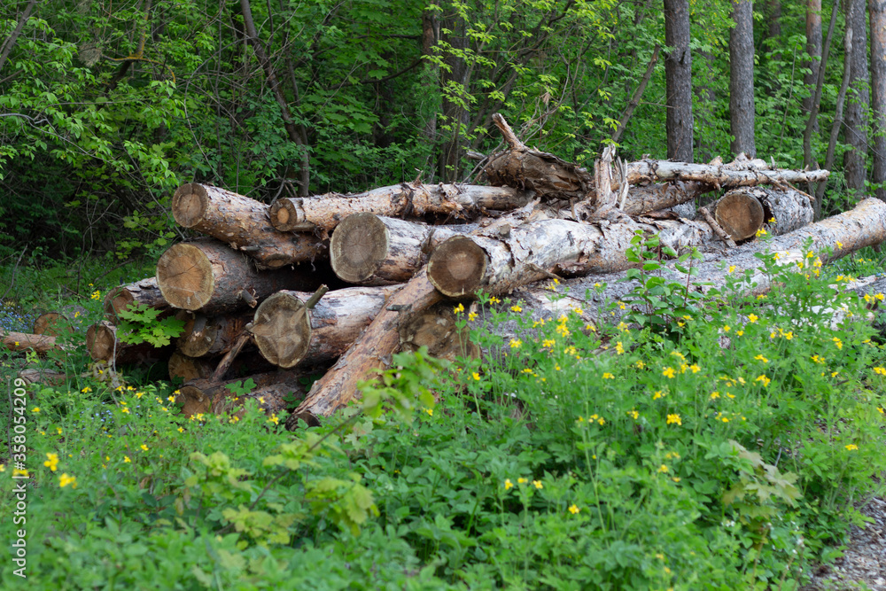 Trees Chopped And Stacked In Forest