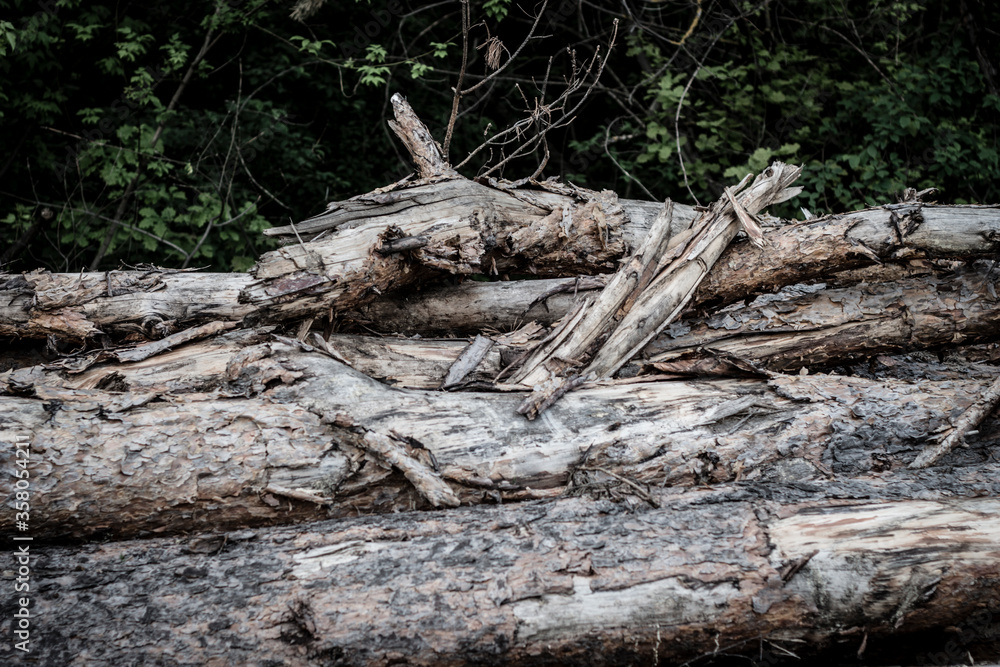 Trees Chopped And Stacked In Forest Trees Chopped And Stacked In Forest